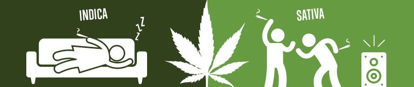 Cannabis sativa vs indica effects